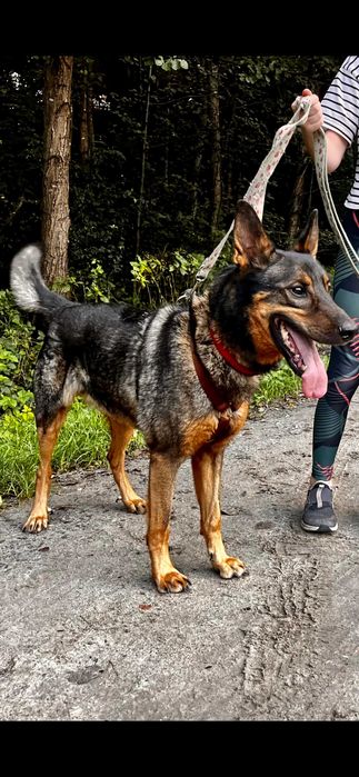 SZARIK, typ: Owczarek niem., 6 lat, 35kg