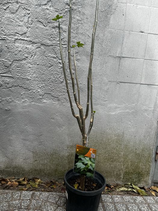 Super Plantas Comestíveis e Medicinais