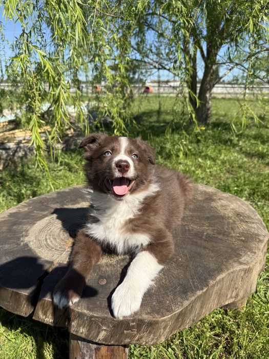 Border Collie Macho Chocolate