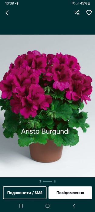 Королівська пеларгонія. Пеларгонія Розалінда.