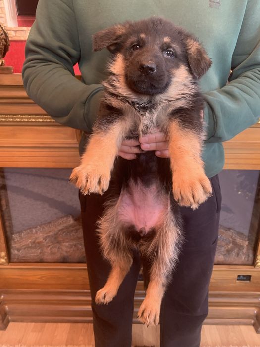 Продам щенят Німецькоі вівчарки