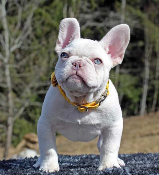 Buldog Francuski  LILAC Platinum  Blue Liliowy Isabella