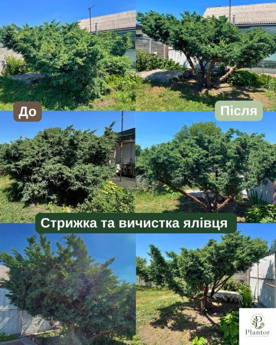 Садівник у Дніпрі | Догляд за садом та ділянкою | Досвід 8 років