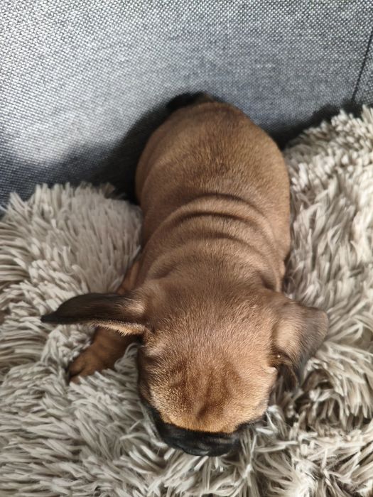 Buldog francuski chłopiec
