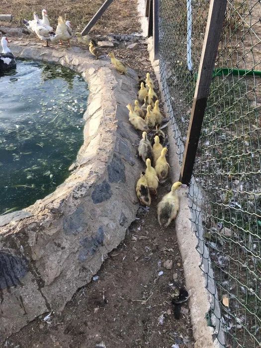 Ovos e crias de  Peru, galinha de angora e patos mudos Galados