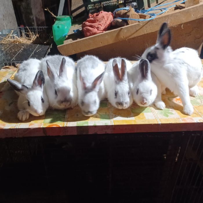 Coelhos  anões muito bonitos