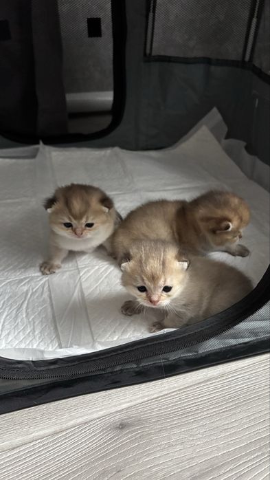 Золотая шиншила  котята