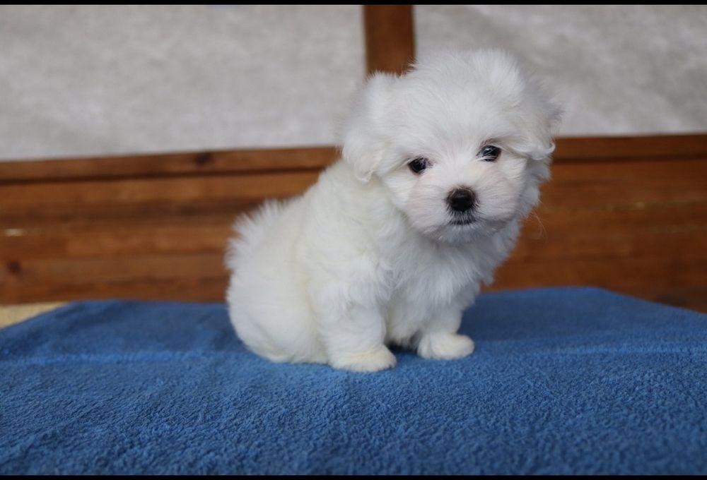 Маленький Красень FCI