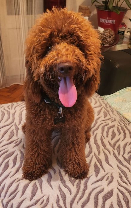 Hospedagem Familiar de Cães Casa das Patinhas  (Ambiente Seguro e