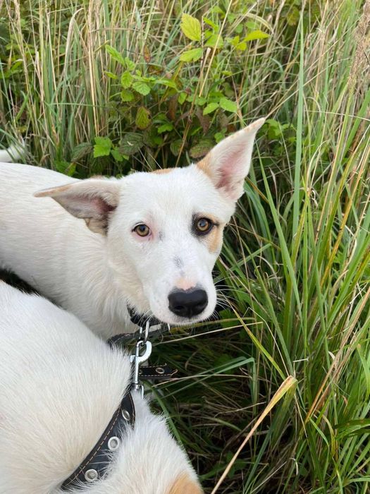 Прилаштовується собака