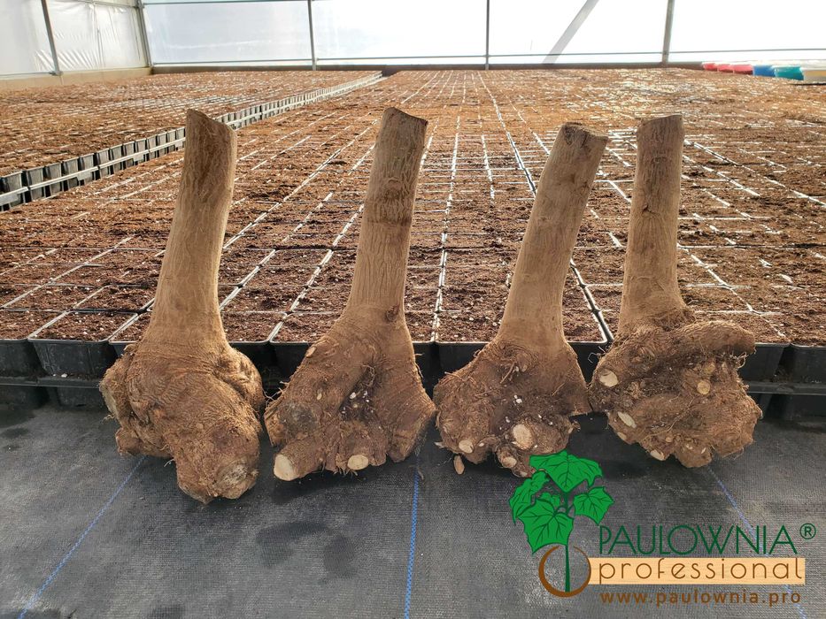 Paulownia Stump XXL raiz descoberta. Oferta Inverno 2025