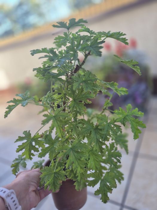 Geranium / anginka