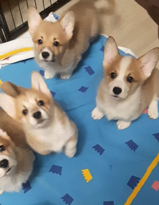 Коргі дітки з документвми КСУ