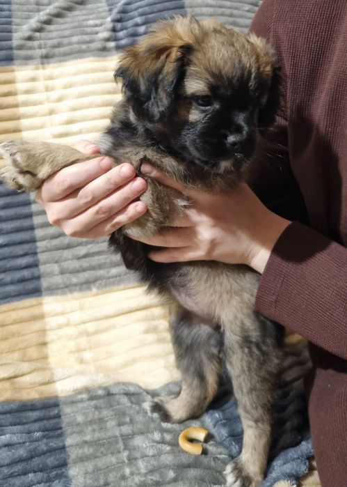 Отдам щенков в хорошие надёжные руки