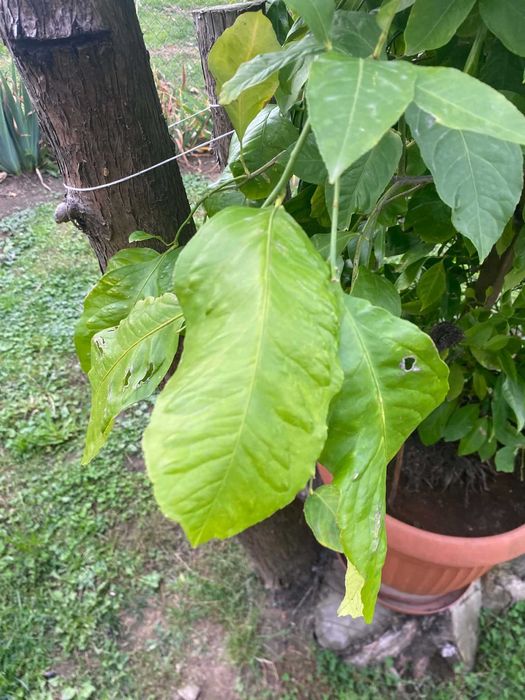 Drzewo cytrynowe