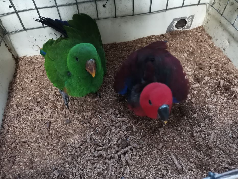 Casal de Papagaio ecletus
