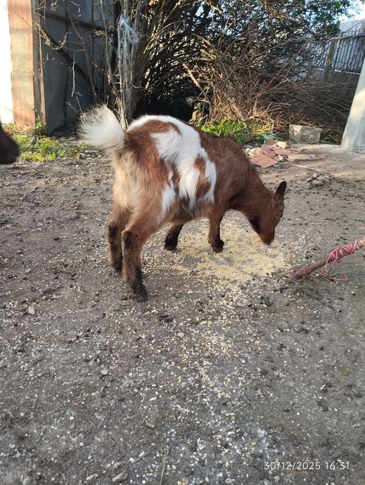 cabras anãs para venda