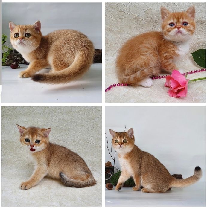 Котики, кошечки, котята. Если в доме нет котодеток тогда в нем скукота