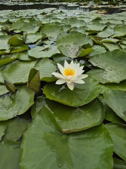 Lilia wodna Albida