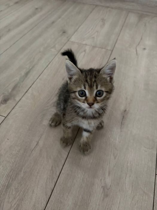 кошенята в люблячу родину
