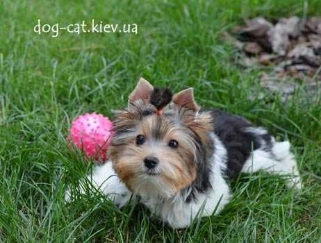 Мини бивер йорки мальчишки, 2 братика. Чудесные сладкие дети.