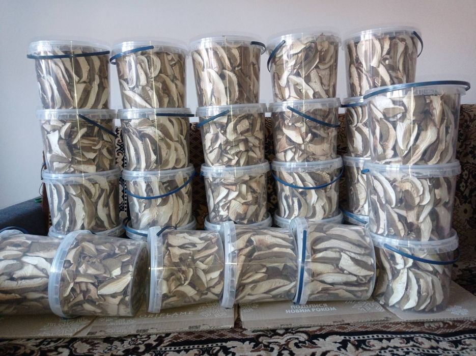 Гриби білі без піску Закарпаття