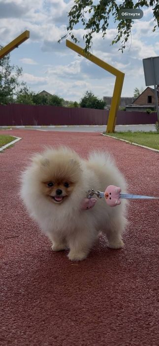 Неймовірний красунчик вага 1,2 кг