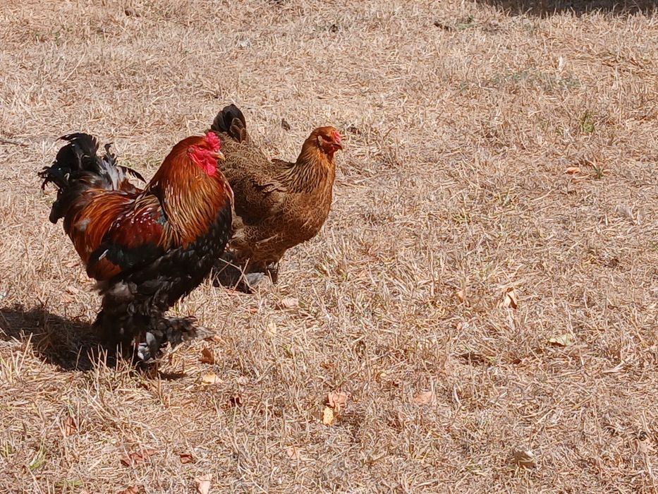 Brahmas Perdiz Dourado  e  Brahma Pedrês Barrado Grande Porte
