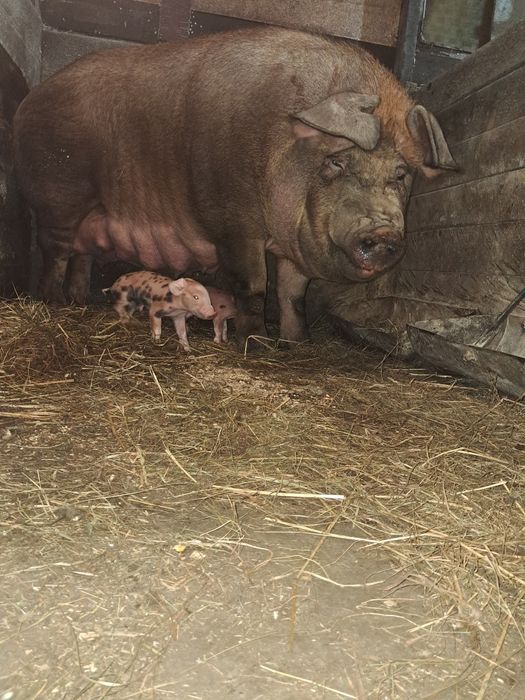 Спермодози, сім'я хряка