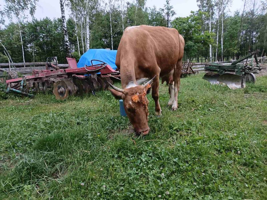 Продається корова