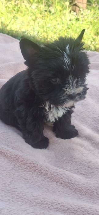 Piesek rasy Yorkshire Terrier