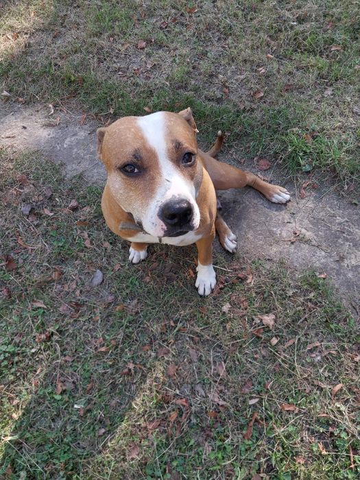 Американский стафф