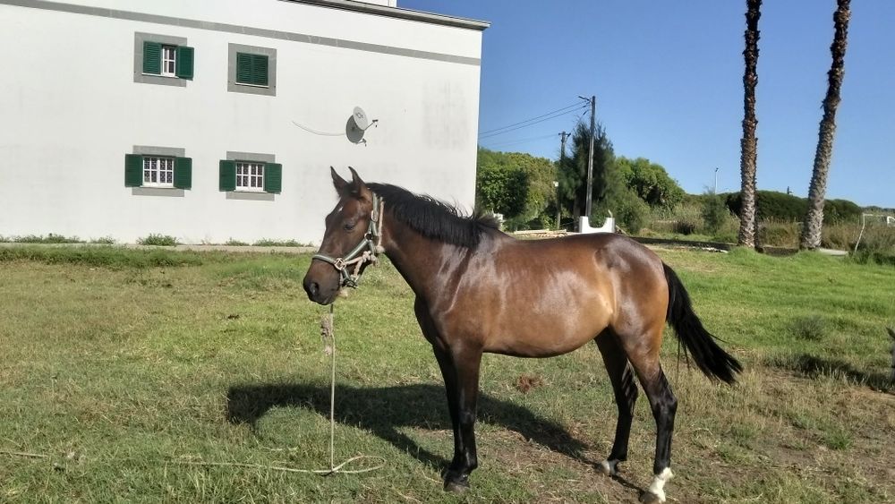 Poldra com 3 anos
