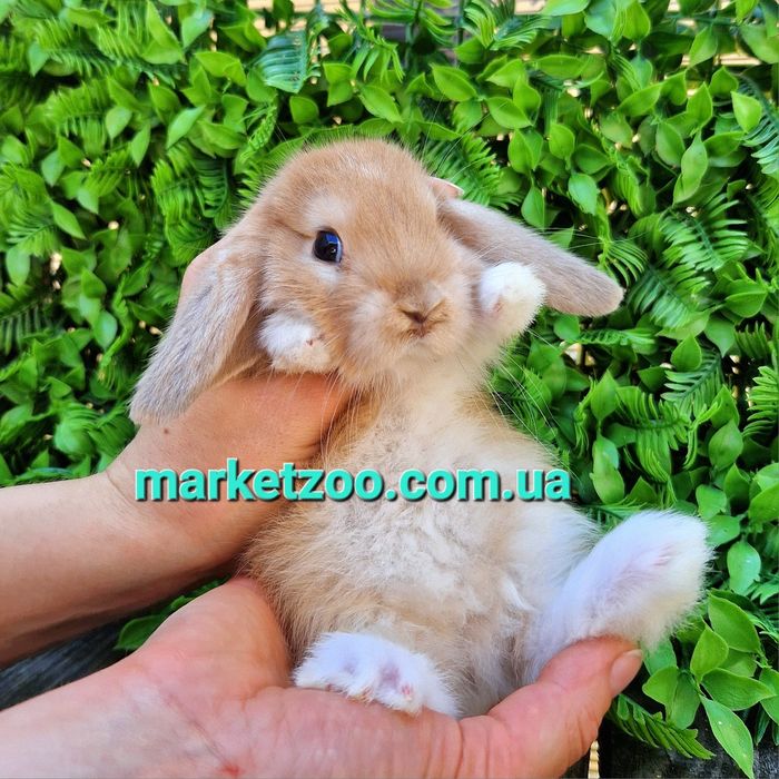 Карликовые мини мiнi mini lop holland кролики крольчата