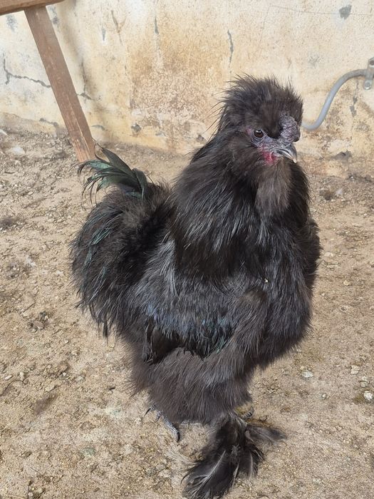 Sedosas do Japão  barbudas