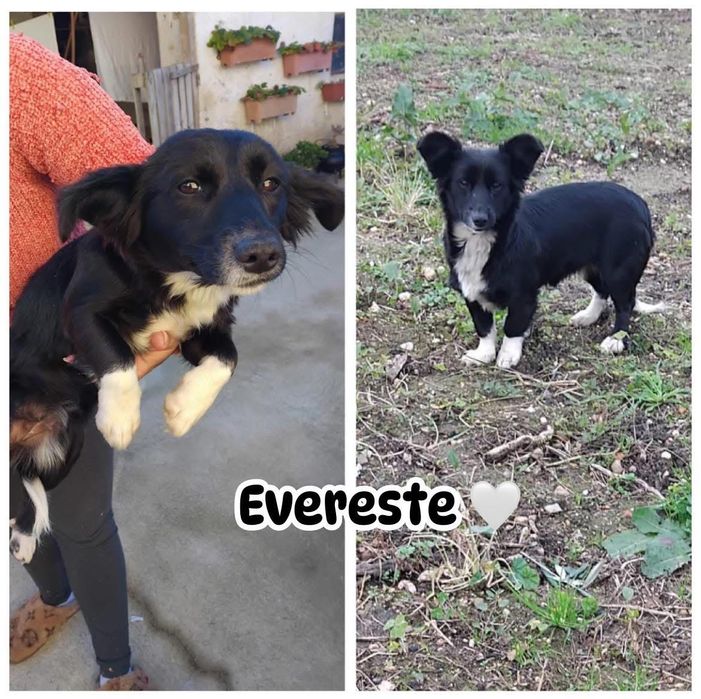 Cadela jovem porte pequeno para adoção responsável