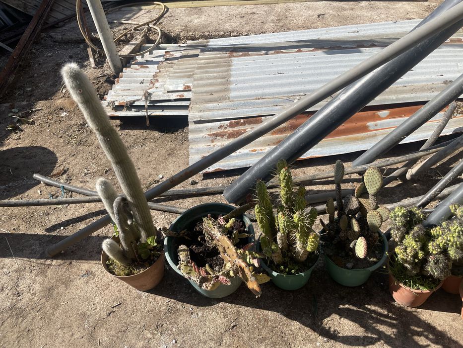 Cactos conjunto varios