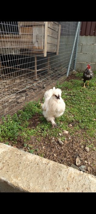 Galos Sedosa do Japão