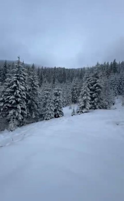 Земельна ділянка з ЛІСОМ на територіі .