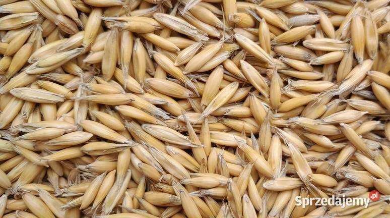 Owies Bingo luz/workowany