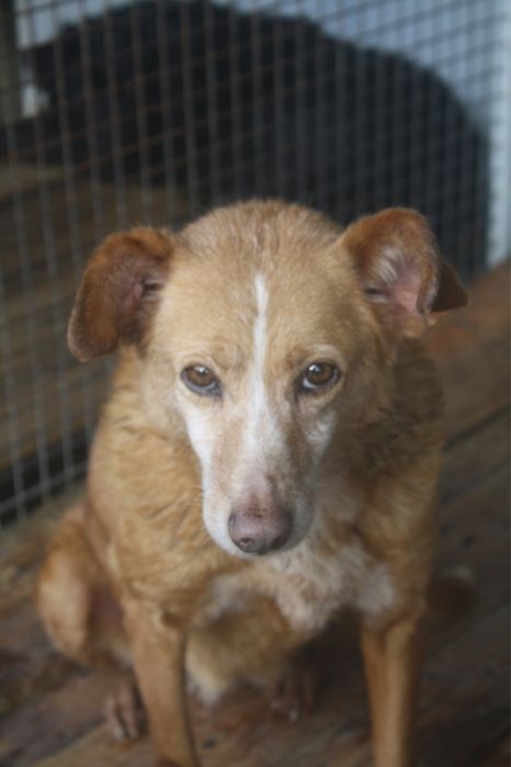 Sol - podengo porte medio