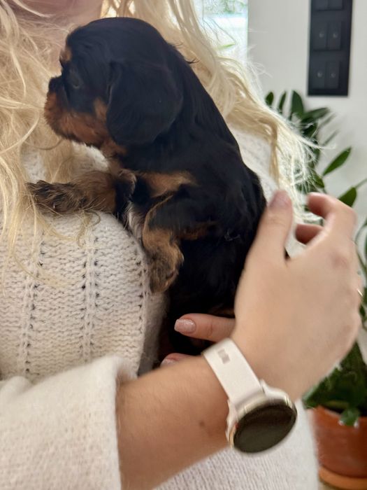 Cavalier king charles  spaniel