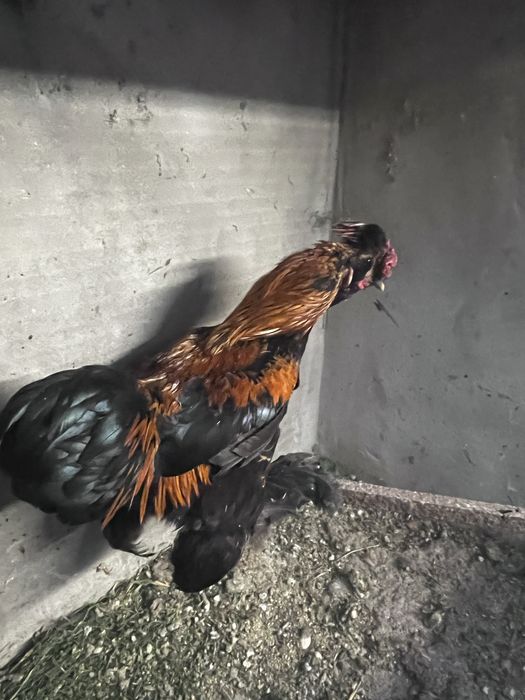 Garnizo brahma adulto