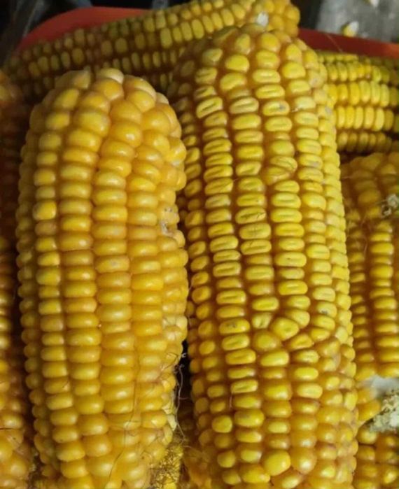 Sprzedam kukurydzę
