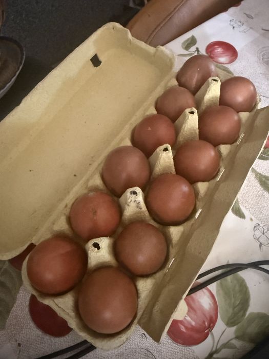 Ovos galados disponiveis