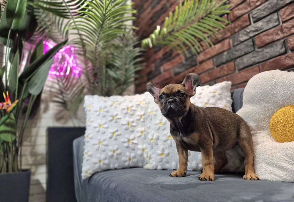 dziewczynka buldog francuski gotowa do odbioru