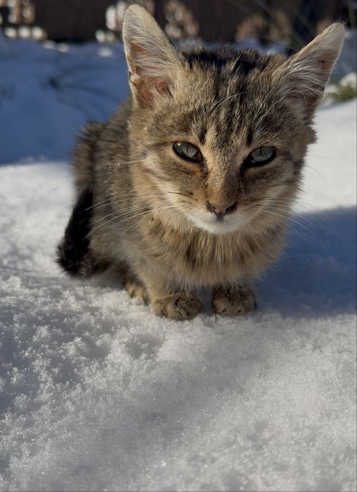 Віддам Кіт,кошеня безкоштовно