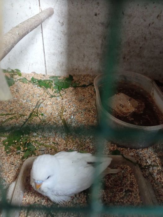 Vendo piriquitos australianos aves 2025