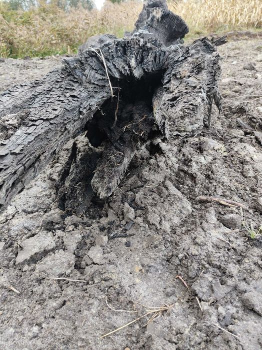 Sprzedam kłodę czarnego dębu.