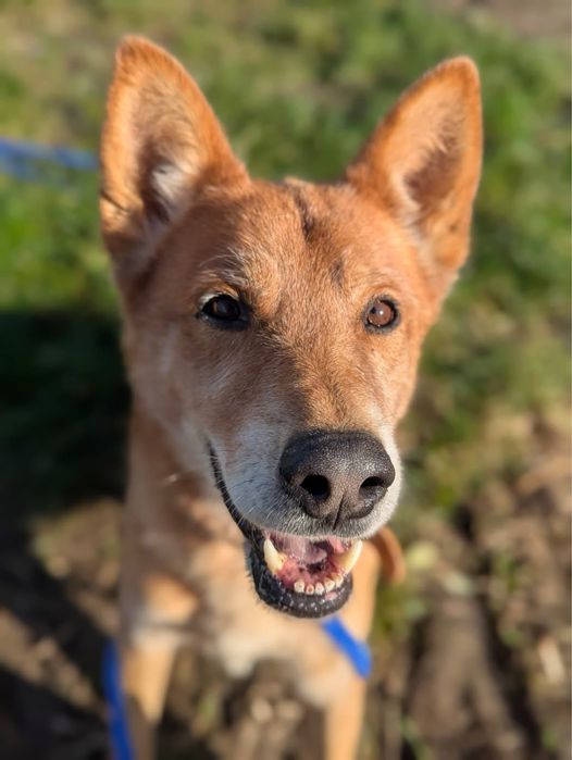 Pies do adopcji w typie shiba inu